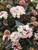 Flowers in early summer. Flowers in early summer.