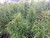 Fine Line® buckthorn in our nursery. TimberPine