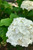 Close up of the flower head of Incrediball® smooth hydrangea. TimberPine