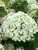 Close up of the flower head of Incrediball® smooth hydrangea. Close up of the flower head of Incrediball® smooth hydrangea.