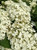 Close up of the flower head of Incrediball® smooth hydrangea. Close up of the flower head of Incrediball® smooth hydrangea.
