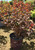 Late summer foliage color. Late summer foliage color.