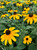 Black-Eyed Susan, Goldsturm Black-Eyed Susan, Goldsturm