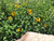 Black-Eyed Susan, Goldsturm Black-Eyed Susan, Goldsturm