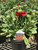 'Arizona Red' in our retail space. 'Arizona Red' in our retail space.