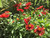 'Arizona Red' in the landscape. 'Arizona Red' in the landscape.