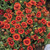 'Arizona Red' in the landscape. ©Walters Gardens, Inc. 'Arizona Red' in the landscape. ©Walters Gardens, Inc.