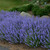 'Purrsian Blue' catmint in the landscape. ©Walters Gardens, Inc.
