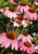 Coneflower, Magnus