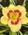 Daylily, Monterrey Jack Daylily, Monterrey Jack