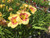 Daylily, Monterrey Jack Daylily, Monterrey Jack