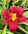 Daylily, Pardon Me Daylily, Pardon Me