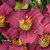 Close up of 'Pardon Me'. ©Walters Gardens, Inc. Close up of 'Pardon Me'. ©Walters Gardens, Inc.