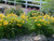 Daylily, Stella d'Oro Daylily, Stella d'Oro