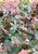 Fall foliage of 'Max Frei' cranesbill. Fall foliage of 'Max Frei' cranesbill.
