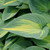 Foliage of 'June' hosta. ©Walters Gardens, Inc.