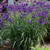 'Ceaser's Brother' in the landscape. ©Walters Gardens, Inc. 'Ceaser's Brother' in the landscape. ©Walters Gardens, Inc.