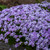'Blue Emerald' creeping phlox in the landscape. ©Walters Gardens, Inc. 'Blue Emerald' creeping phlox in the landscape. ©Walters Gardens, Inc.