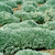 'Silver Mound' in the landscape. ©Walters Gardens, Inc. 'Silver Mound' in the landscape. ©Walters Gardens, Inc.