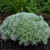 Close up of 'Silver Mound' habit in the garden. ©Walters Gardens, Inc. Close up of 'Silver Mound' habit in the garden. ©Walters Gardens, Inc.