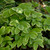 Close up of Soloman's seal foliage. ©Walters Gardens, Inc. Close up of Soloman's seal foliage. ©Walters Gardens, Inc.