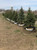 Balled and burlapped Black Hills spruce in the nursery. Balled and burlapped Black Hills spruce in the nursery.