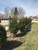 Balled and burlapped Black Hills spruce in the nursery. Balled and burlapped Black Hills spruce in the nursery.