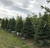 A row of balled and burlapped Norway spruce in the nursery. TimberPine