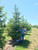 Balled and burlapped Norway spruce in the nursery. TimberPine