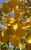 Autumn color of Swedish aspen. Autumn color of Swedish aspen.