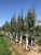 Swedish aspens in the nursery. Swedish aspens in the nursery.