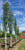 Swedish aspens in the nursery. Swedish aspens in the nursery.