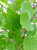 Leaves during the summer on 'Cully Heritage' birch. Leaves during the summer on 'Cully Heritage' birch.