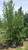 'Cully Heritage' clump in the nursery. 'Cully Heritage' clump in the nursery.