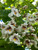A branch of the northern catalpa in full bloom. A branch of the northern catalpa in full bloom.