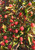 Fruit in early fall of 'Adirondack' crabapple. TimberPine