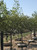 Coralburst® crabapples in our nursery. Coralburst® crabapples in our nursery.