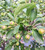 Fruit in mid-summer. Fruit in mid-summer.