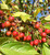 Fruit in early fall. Fruit in early fall.