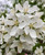 Red Jewel™ in full bloom in spring. Red Jewel™ in full bloom in spring.