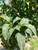 Foliage in midsummer. Foliage in midsummer.