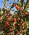 Crabapples of 'Lollipop' in early autumn. Crabapples of 'Lollipop' in early autumn.