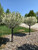 Crabapple, Lollipop Crabapple, Lollipop