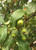 Crabapples in midsummer. Crabapples in midsummer.