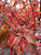 Royal Raindrops® fall color. Royal Raindrops® fall color.