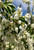 Close up of 'Spring Snow' blossoms. Close up of 'Spring Snow' blossoms.