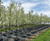 'Spring Snow' crabapples blooming in our nursery in spring. 'Spring Snow' crabapples blooming in our nursery in spring.