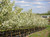 'Spring Snow' crabapples blooming in our nursery in spring. TimberPine