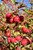 Fruit in early fall. Fruit in early fall.
