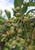 Fruit in mid-summer. Fruit in mid-summer.